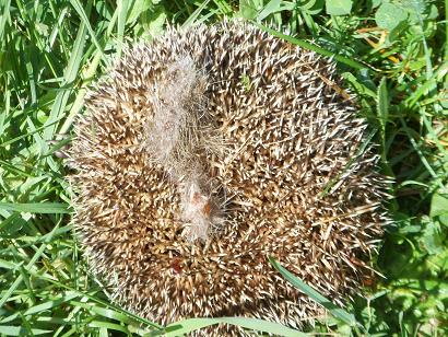 herisson2.jpg