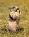 La Marmotte des Alpes fait des réserves avant de passer l'hiver dans son terrier. Comment fait-elle ses réserves?