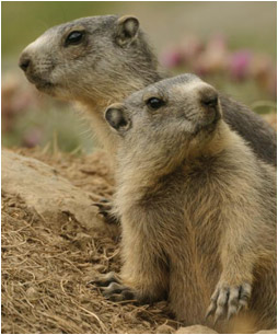 marmotte2..jpg