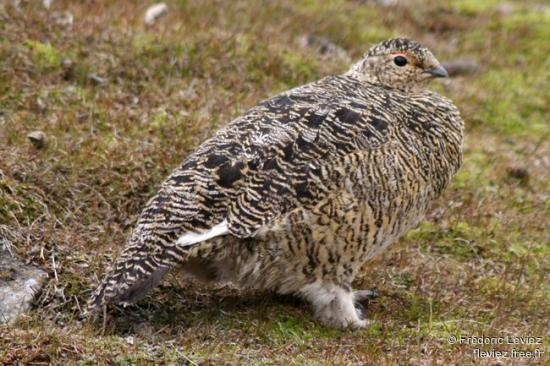 lagopede_alpin_frle_4g.jpg