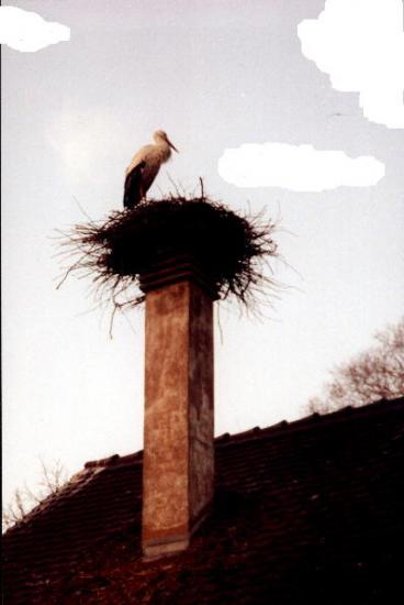 Nid sur une cheminée