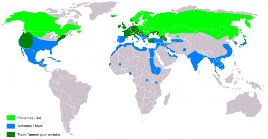 sarcelle d'hiver.png