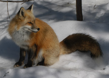 renard_roux_06.jpg